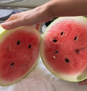 暑い日に嬉しい差し入れいただきました🍉
